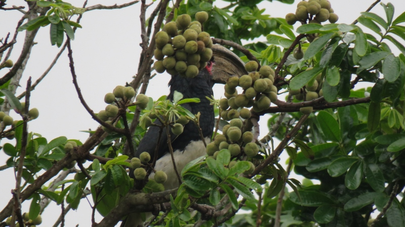 IMG_1600 (800x449).jpg