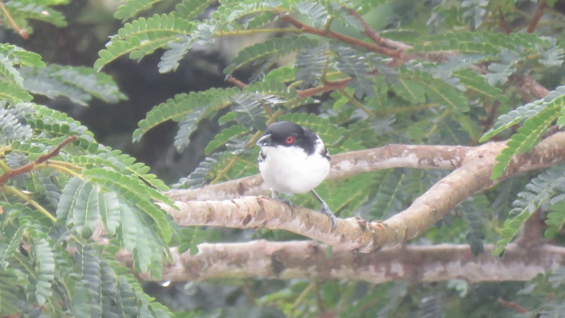 IMG_1602 (800x451).jpg