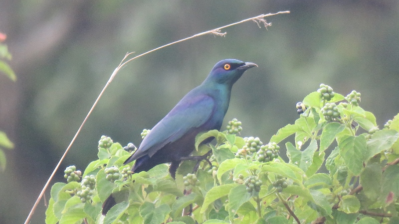 IMG_1607 (800x450).jpg