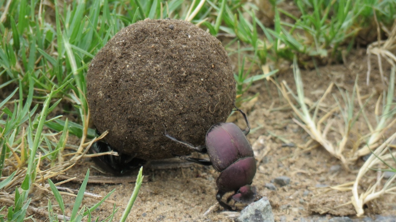 IMG_1612 (800x449).jpg