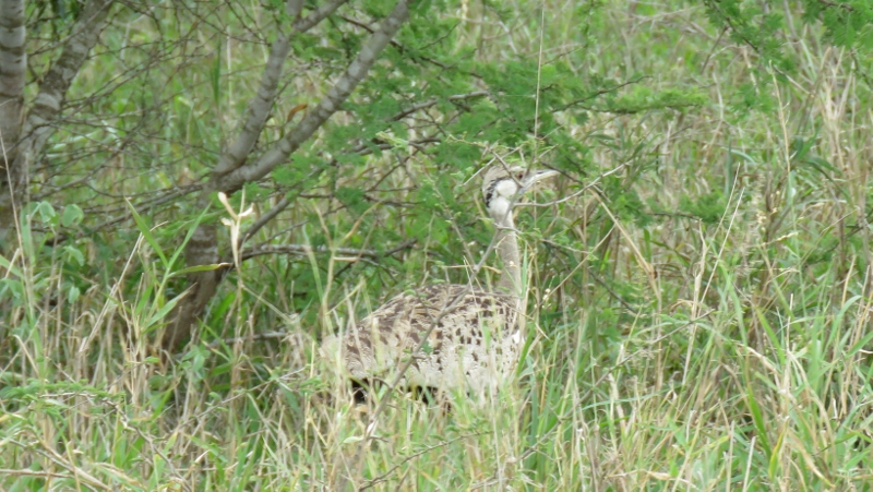 IMG_1619 (800x451).jpg