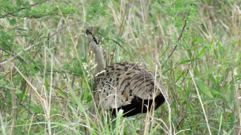 IMG_1620 (800x450).jpg