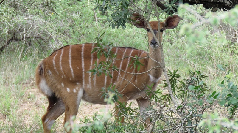 IMG_1623 (800x449).jpg