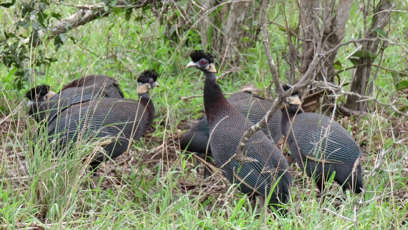 IMG_1626 (800x451).jpg