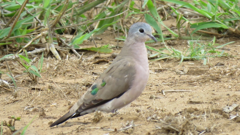 IMG_1630 (800x451).jpg