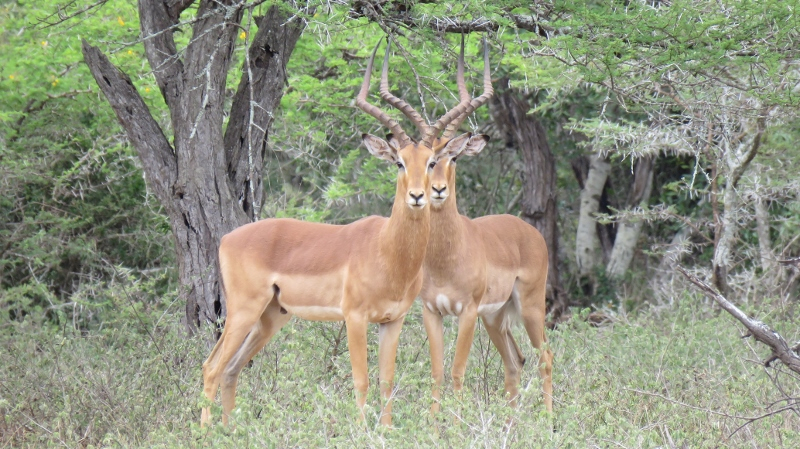 IMG_1641 (800x449).jpg