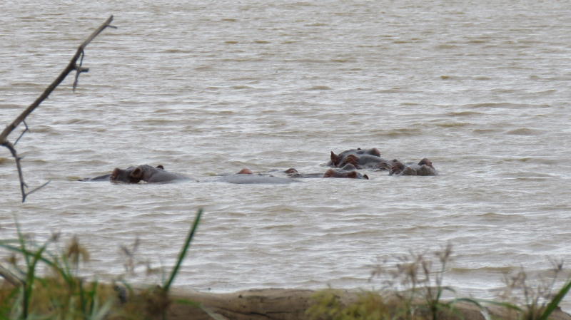 IMG_1657 (800x449).jpg