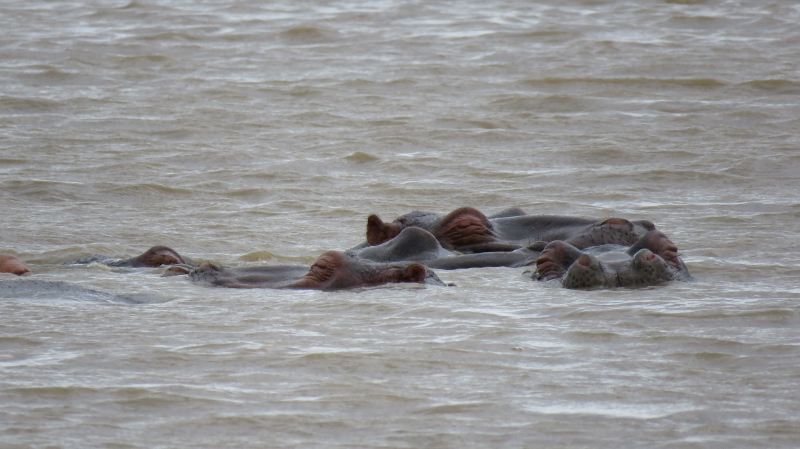 IMG_1660 (800x449).jpg