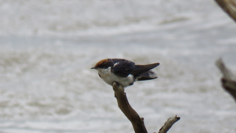 IMG_1664 (800x450).jpg