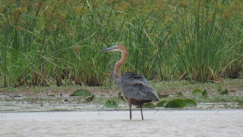 IMG_1667 (800x451).jpg