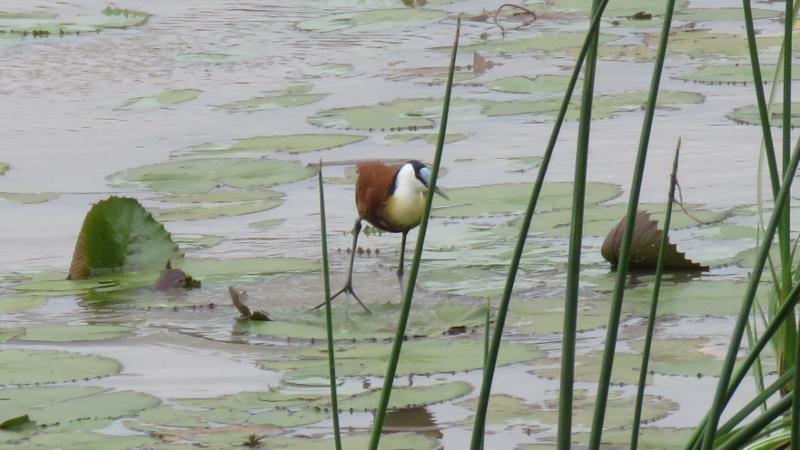 IMG_1668 (800x450).jpg