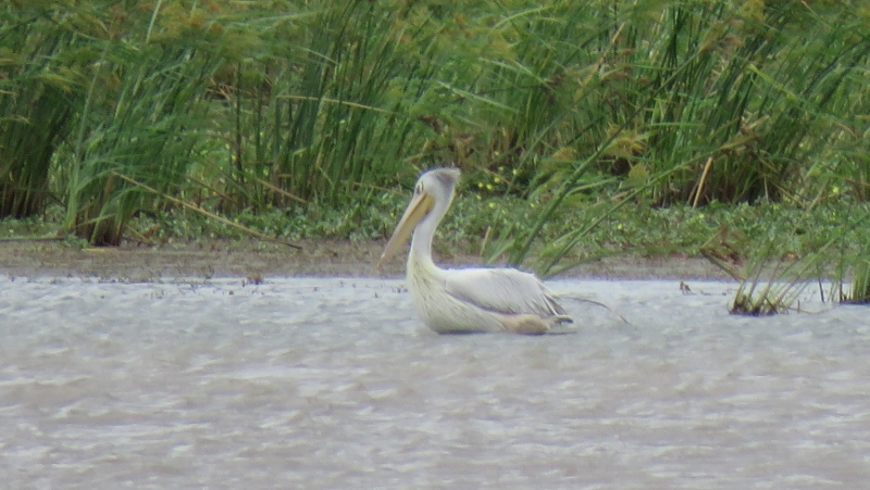 IMG_1677 (800x451).jpg