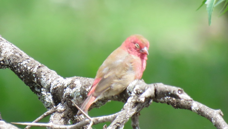 IMG_1713 (800x452).jpg