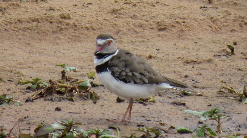 IMG_1715 (800x450).jpg