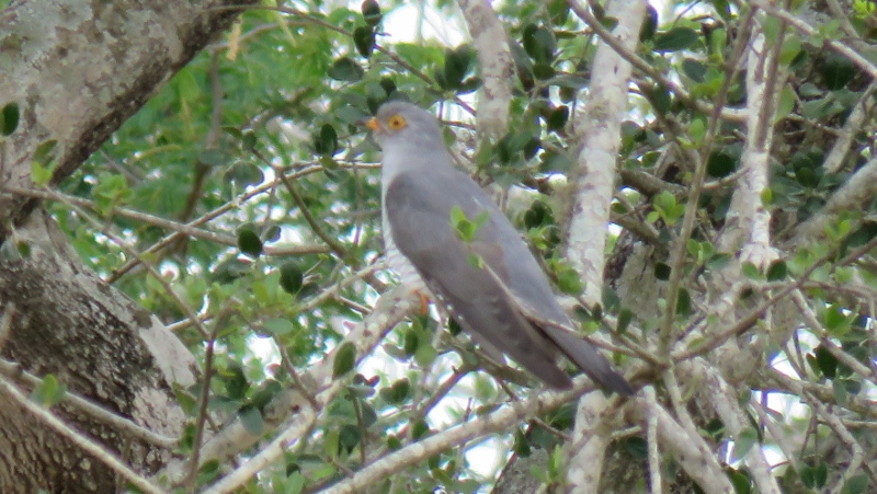 IMG_1717 (800x451).jpg