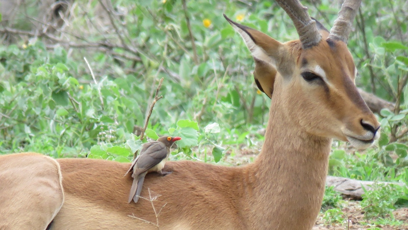 IMG_1721 (800x452).jpg