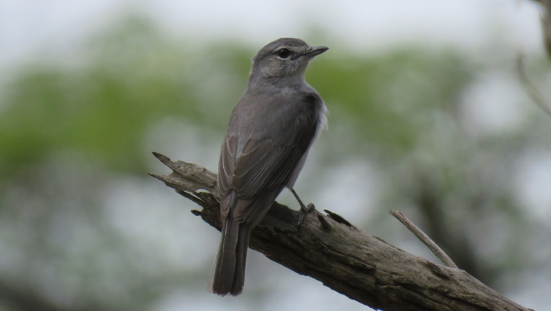 IMG_1725 (800x452).jpg