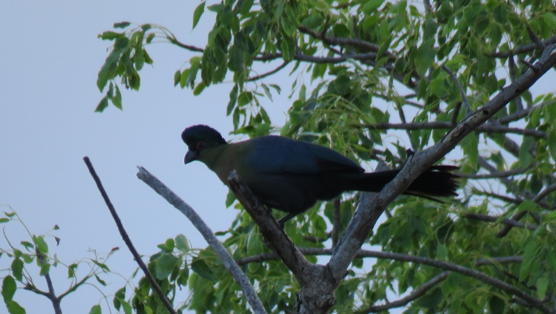 IMG_1728 (800x452).jpg