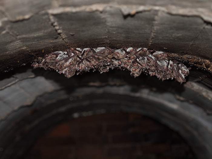 2017-03-17 Cenicientos - Murcilago ratonero gris 3.jpg