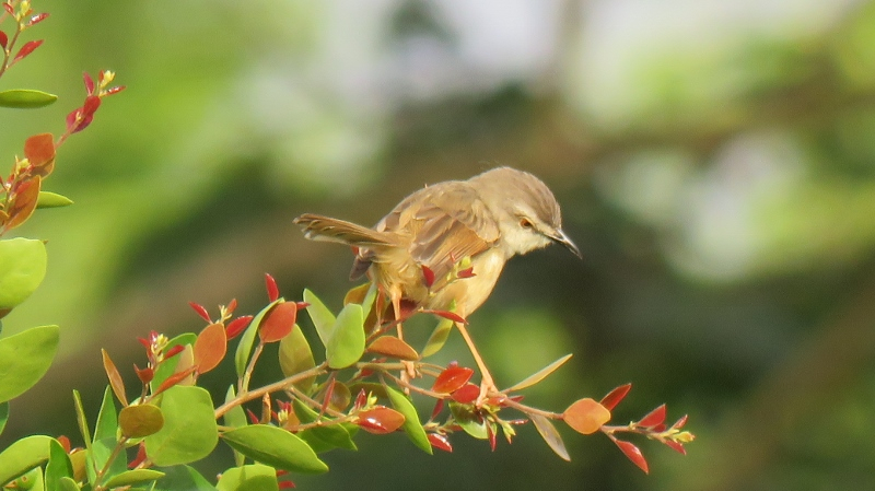 IMG_1741 (800x449).jpg