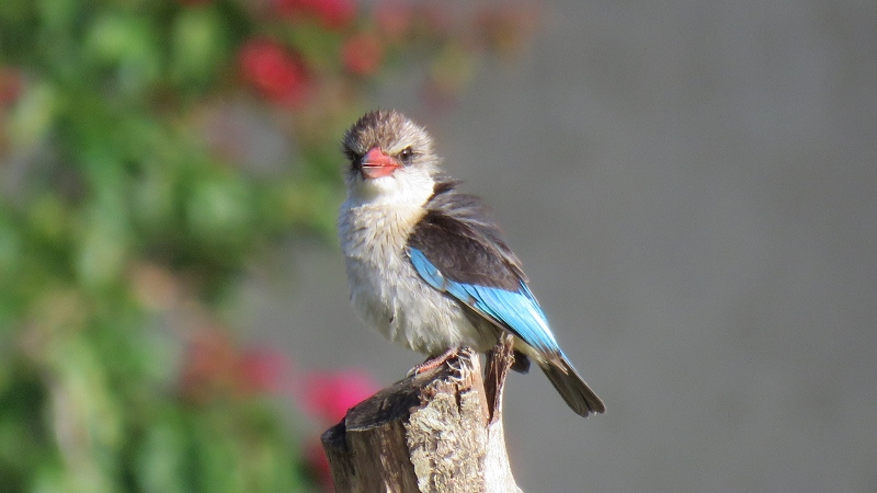 IMG_1745 (800x450).jpg