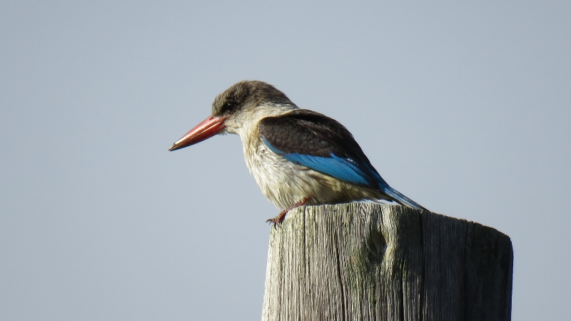 IMG_1755 (800x450).jpg