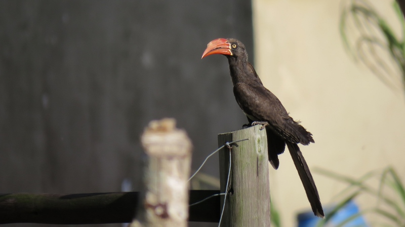 IMG_1751 (800x449).jpg