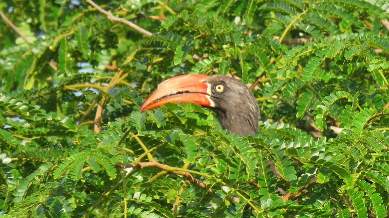 IMG_1753 (800x450).jpg