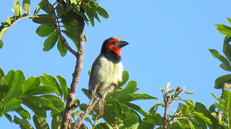 IMG_1756 (800x447).jpg