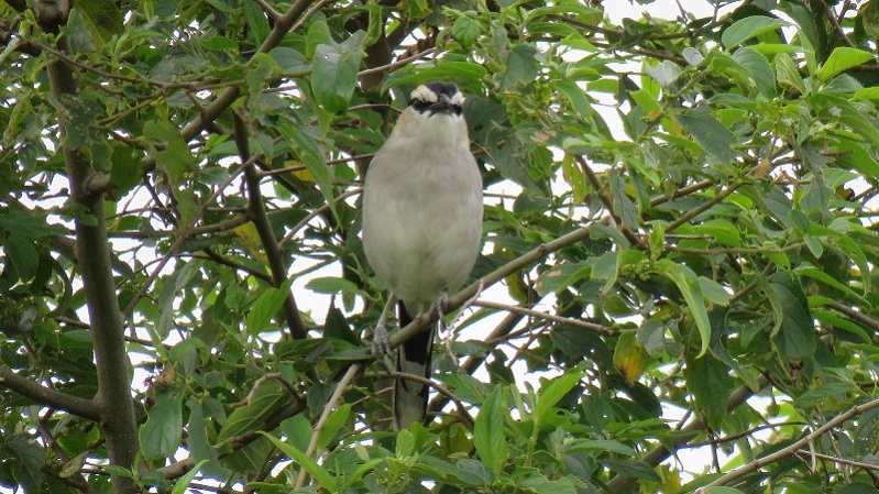 IMG_1768 (800x450).jpg