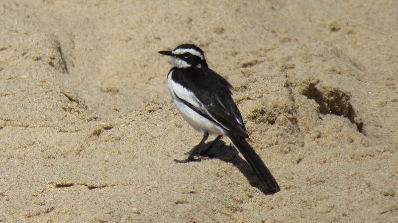 IMG_1780 (800x449).jpg