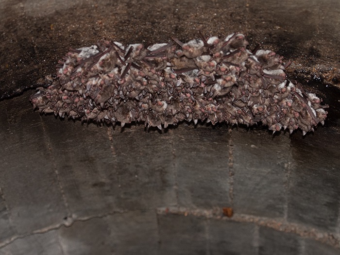 2017-03-17 Cenicientos - Murcilago ratonero gris 10.jpg