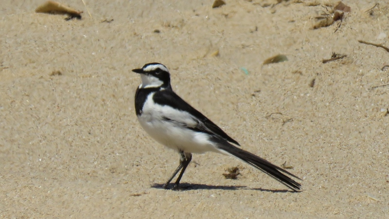 IMG_1785 (800x450).jpg