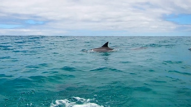 Delfines (superficie - 1)1 (617x346).jpg