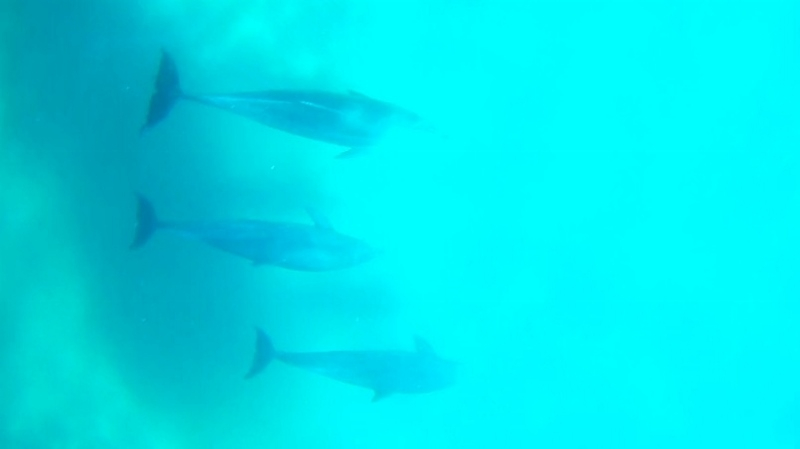 Delfines (3 desde arriba) (800x449).jpg
