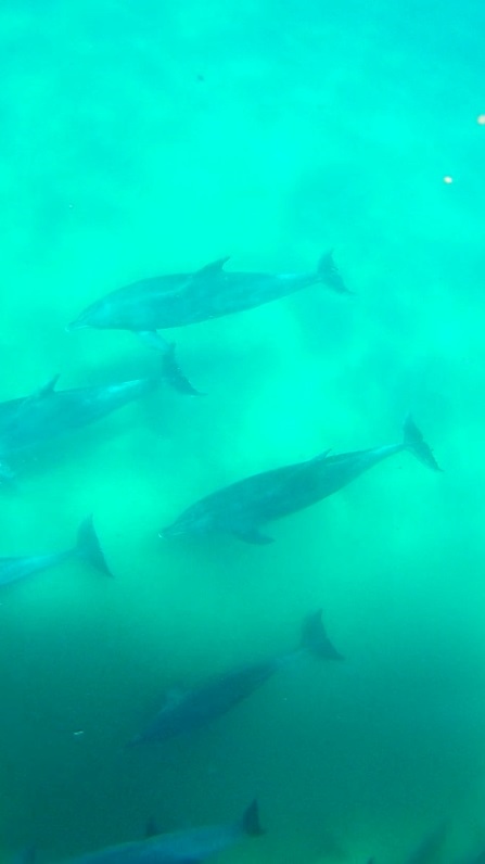 Delfines (grupo desde arriba)3 (447x796).jpg