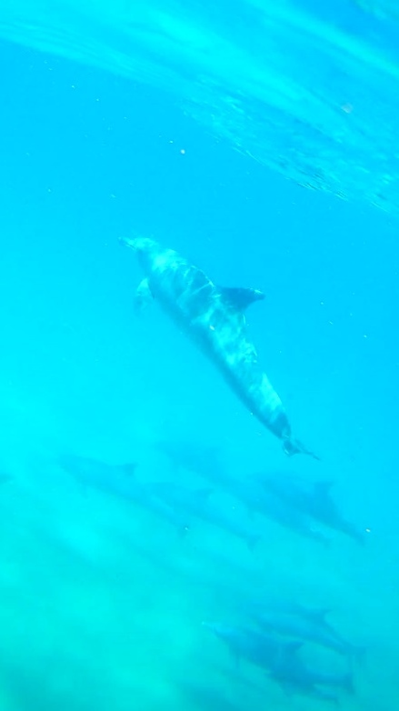 Delfines (1 lateral más grupo) (439x782).jpg