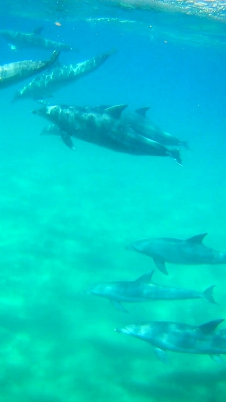 Delfines (grupo muy cerca)1 (451x800).jpg