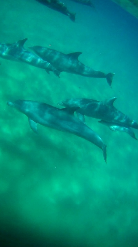 Delfines (grupo muy cerca) (448x800).jpg