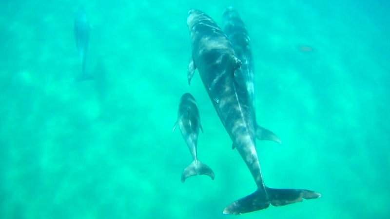 Delfines (madre y cría) (800x449).jpg