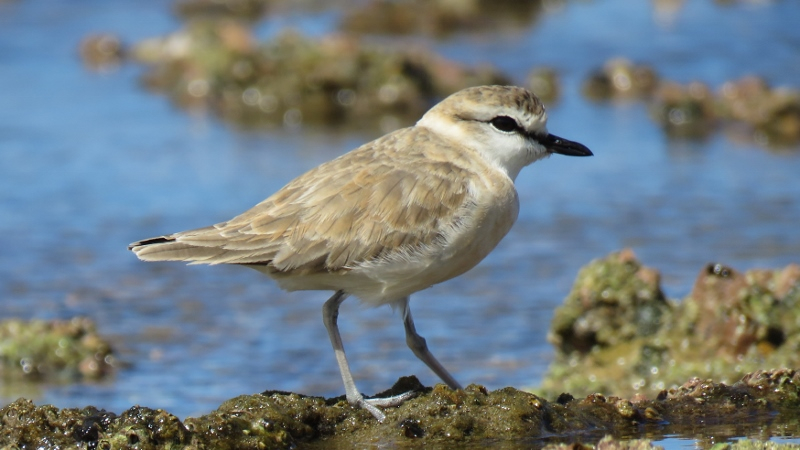 IMG_1791 (800x450).jpg