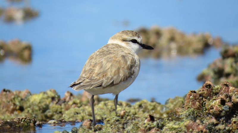 IMG_1795 (800x449).jpg