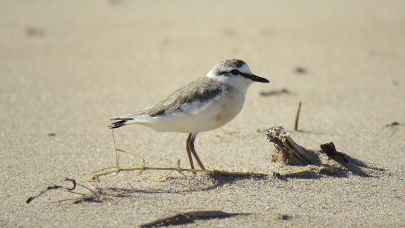 IMG_1824 (800x450).jpg