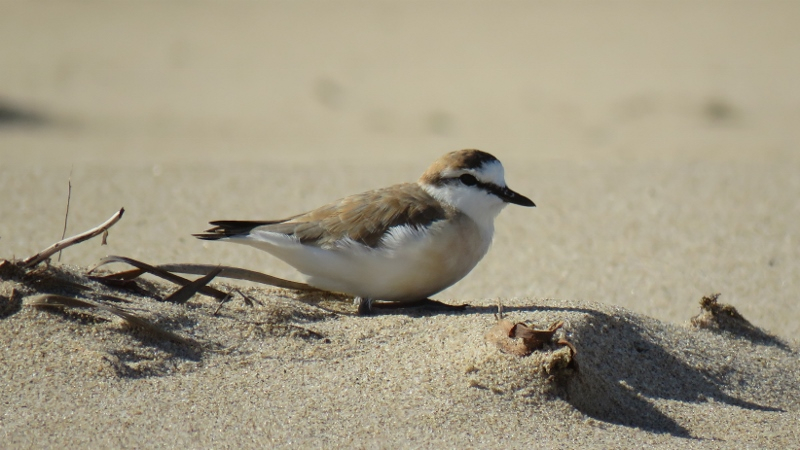 IMG_1826 (800x450).jpg