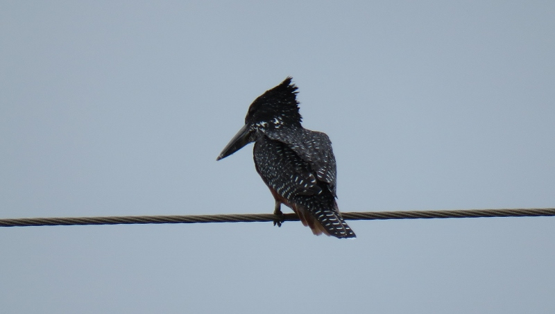 IMG_1876 (800x453).jpg