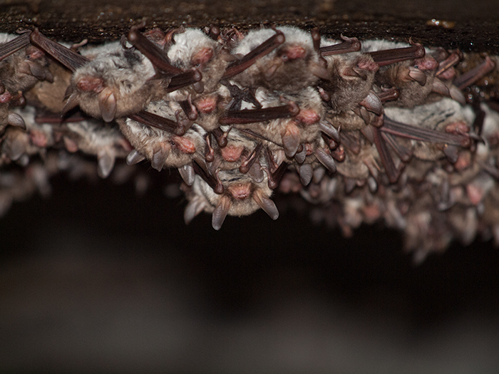 2017-03-17 Cenicientos - Murcilago ratonero gris 14.jpg