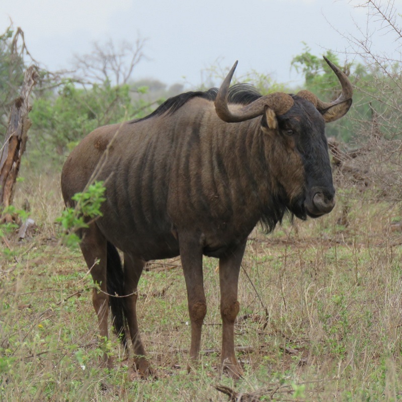 IMG_1880 (800x800).jpg