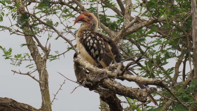 IMG_1890 (800x450).jpg