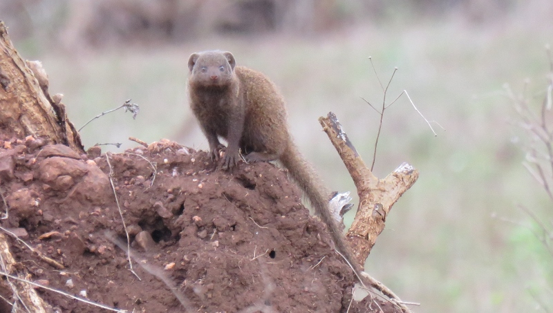 IMG_1891 (800x453).jpg