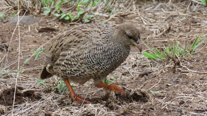 IMG_1902 (800x450).jpg